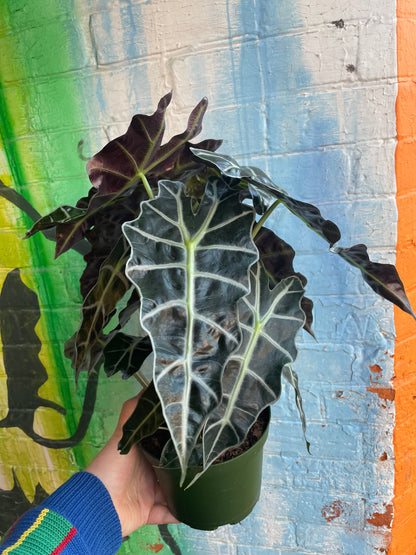 6" Alocasia Polly