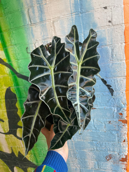 6" Alocasia Polly