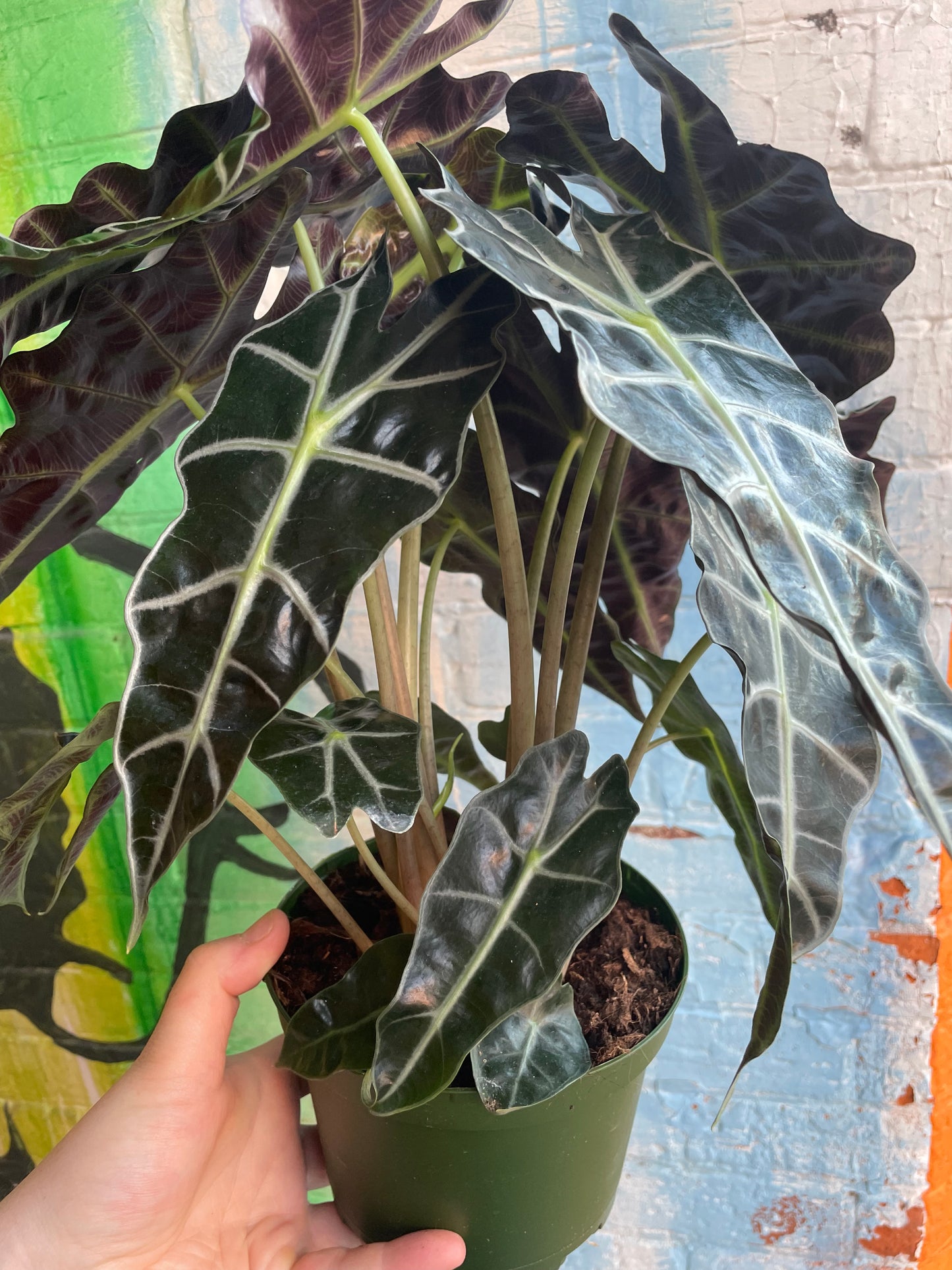 6" Alocasia Polly