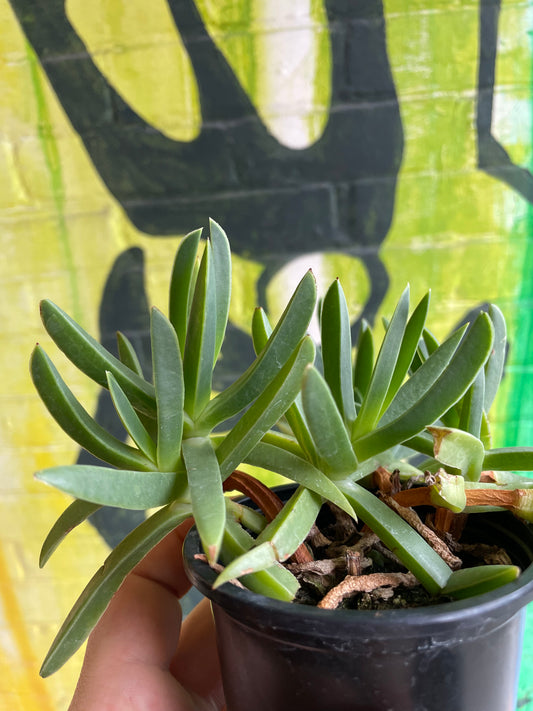 3.5" Carpobrotus Edulis