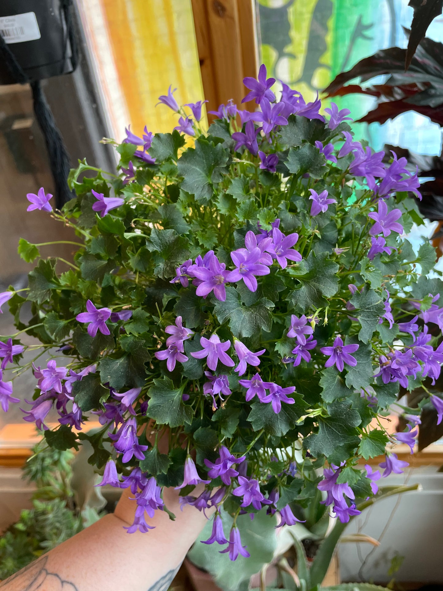 4” Campanula