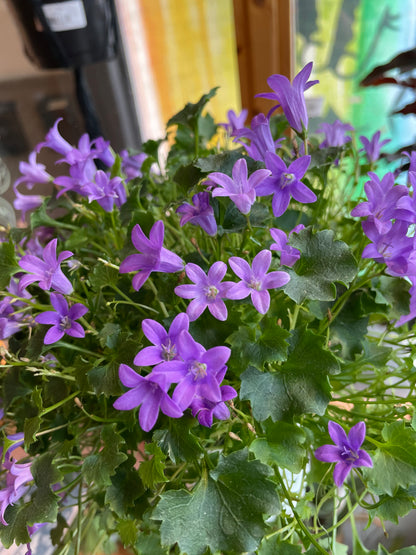 4” Campanula