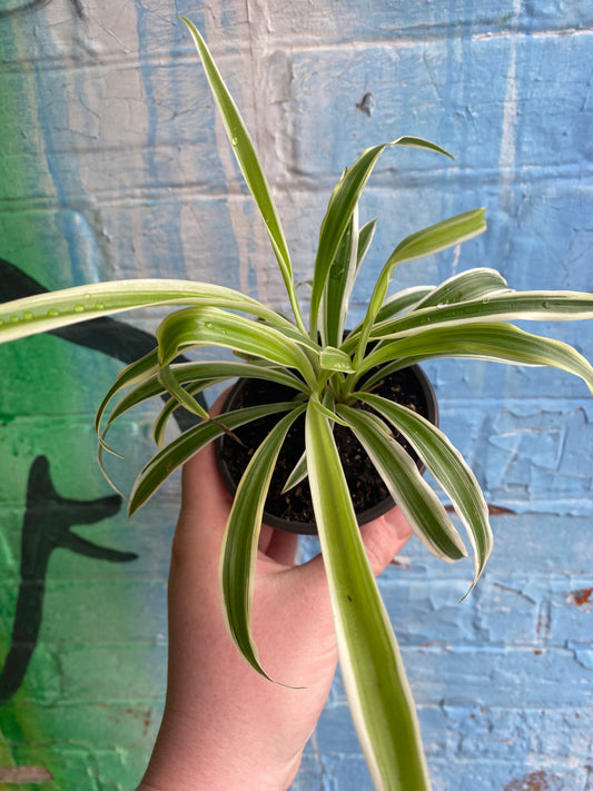 4" Variegated Spider Plant