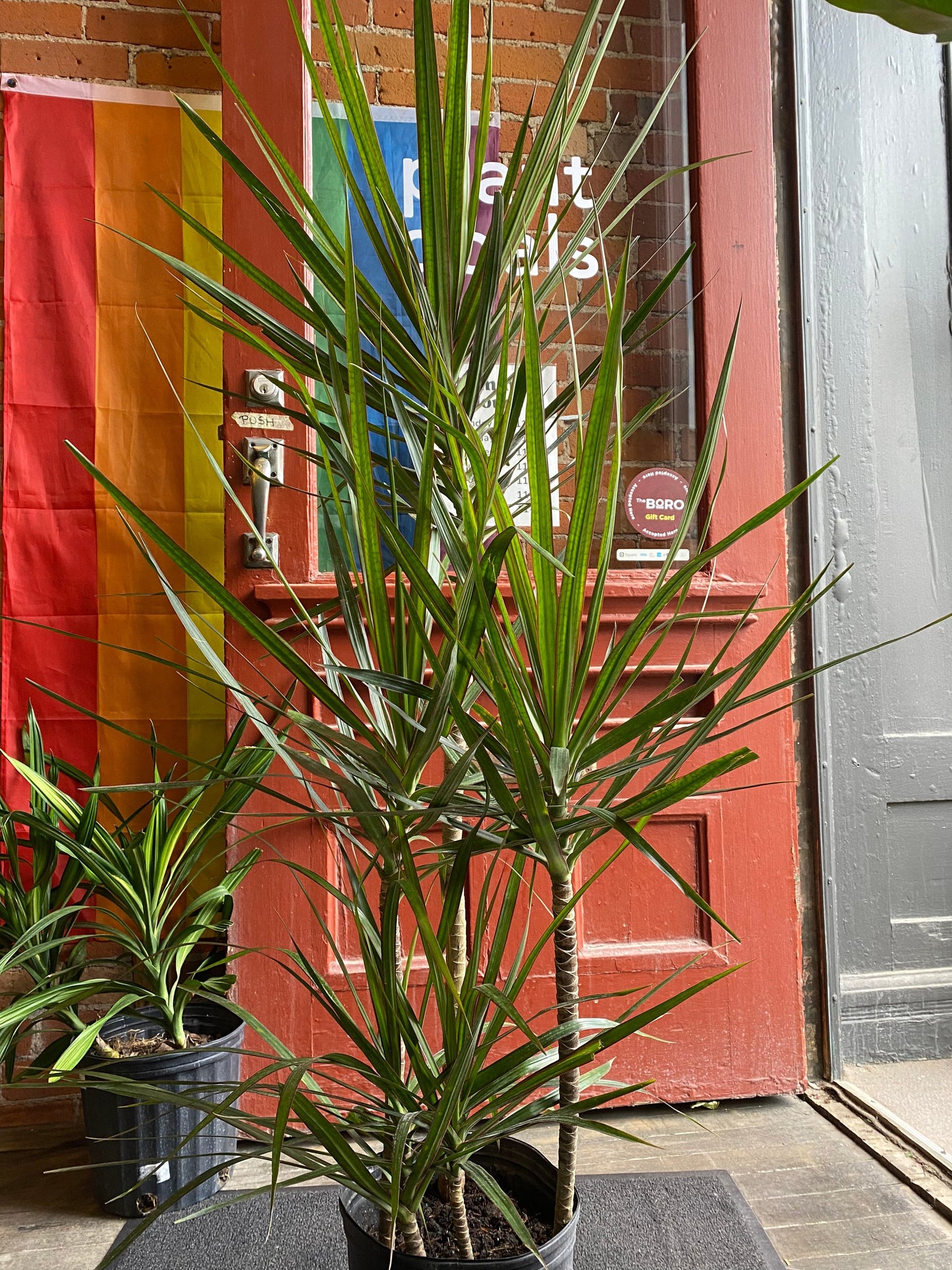 Plant Goals Plant Shop 10" Dracaena Marginata Stagger