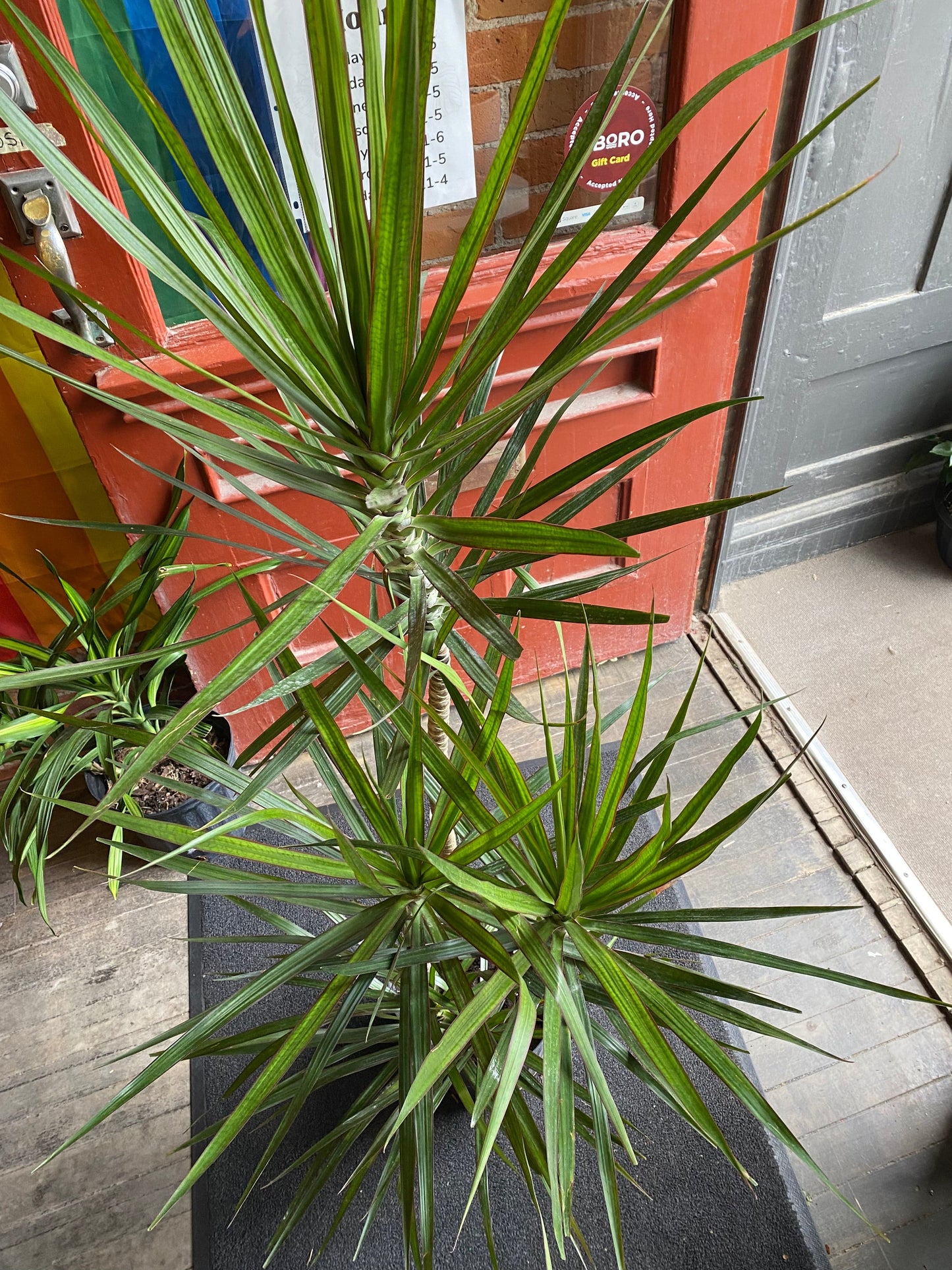 Plant Goals Plant Shop 10" Dracaena Marginata Stagger