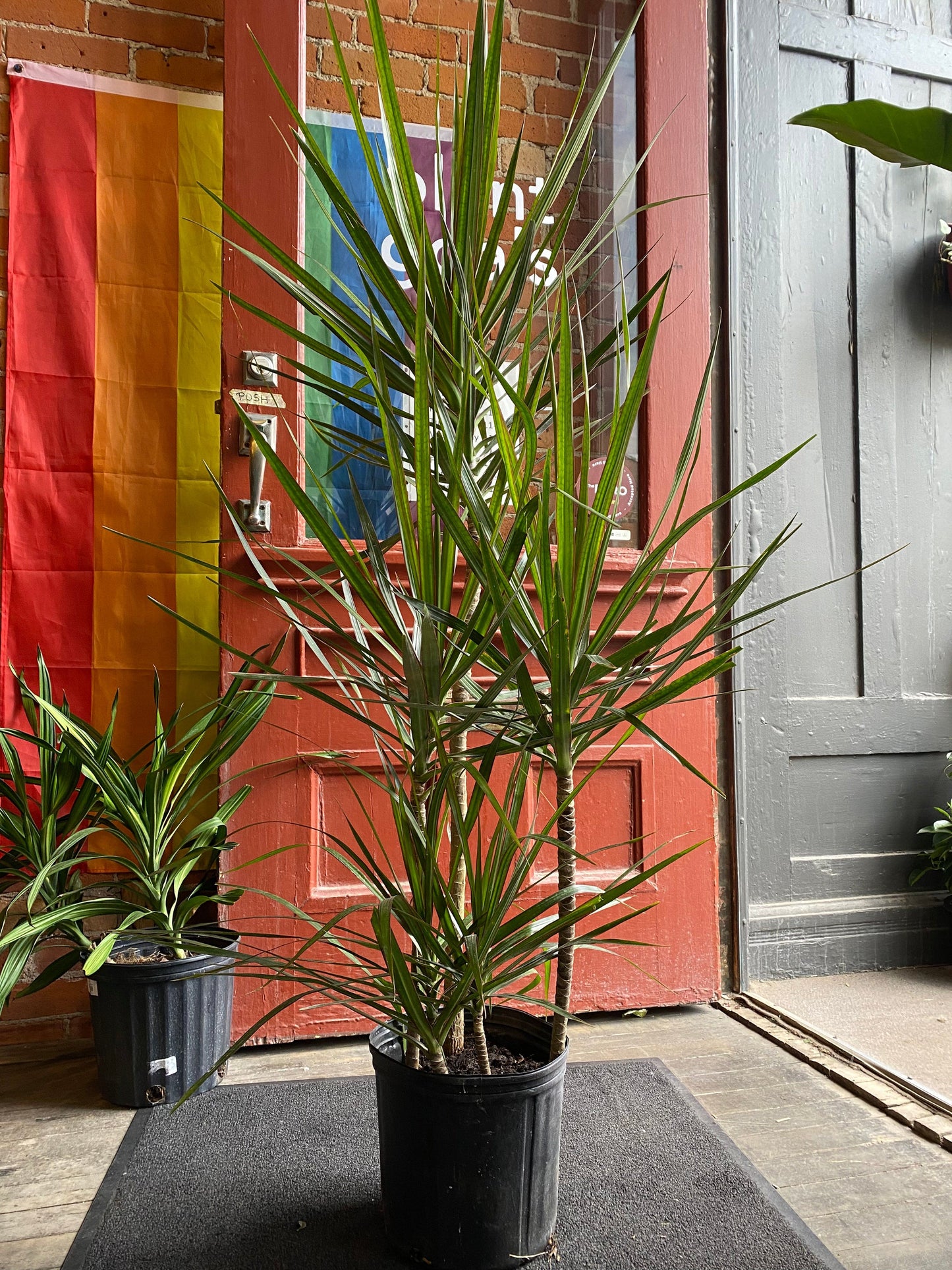 Plant Goals Plant Shop 10" Dracaena Marginata Stagger