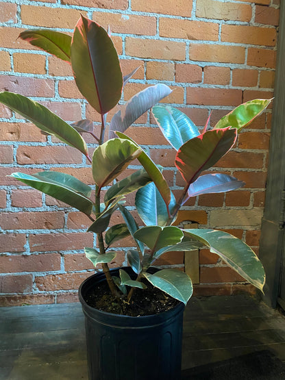 Plant Goals Plant Shop 10" Ficus Elastica Ruby
