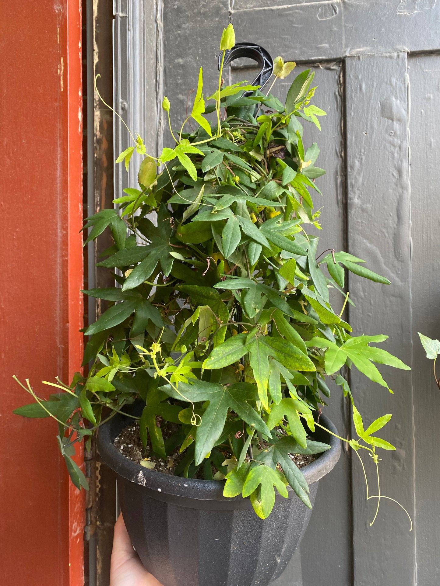 Plant Goals Plant Shop 11" Passiflora 'Amethyst' Hanging Basket | Passionflower