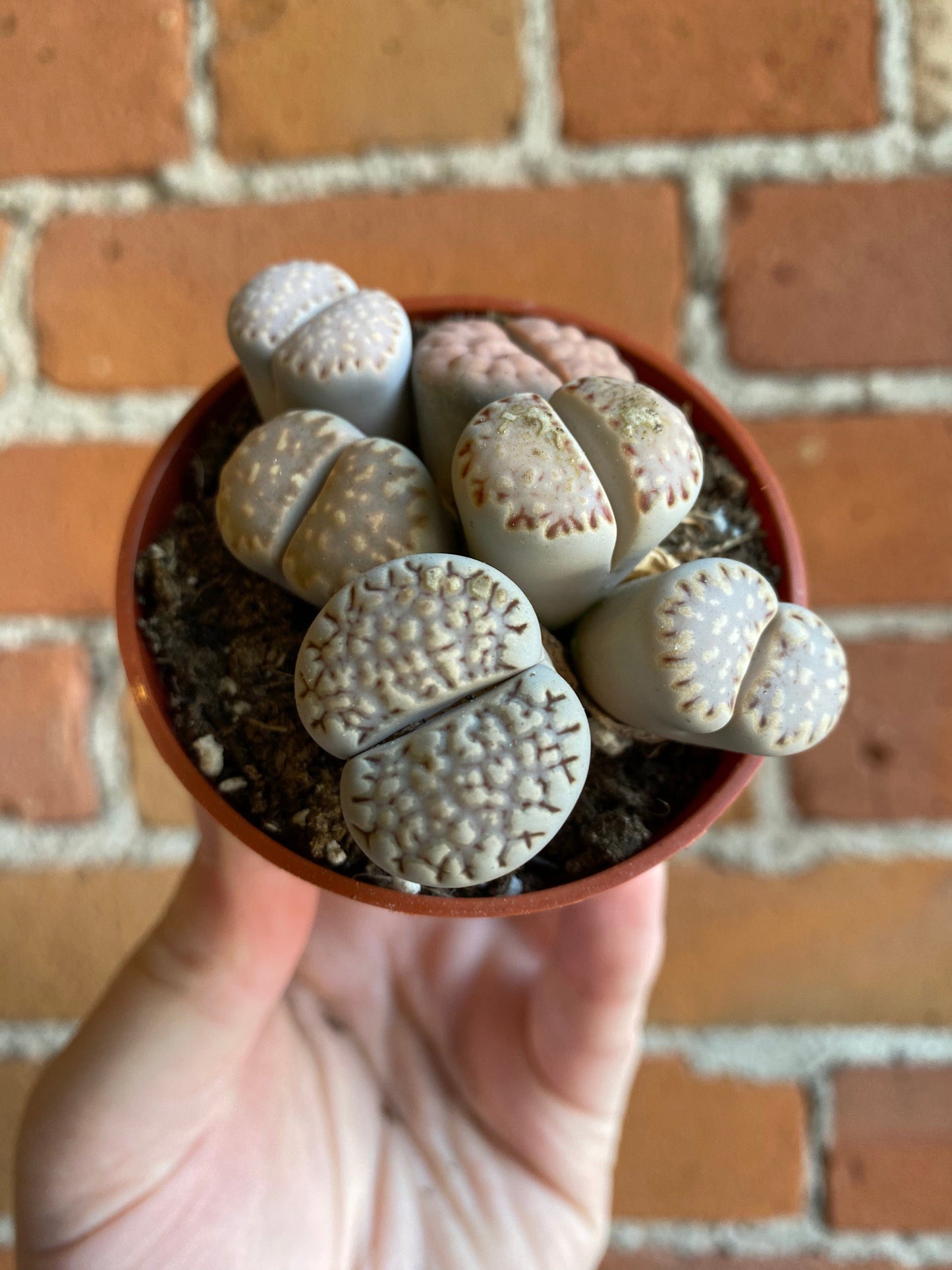 Plant Goals Plant Shop 2.5" Lithops | Living Stone