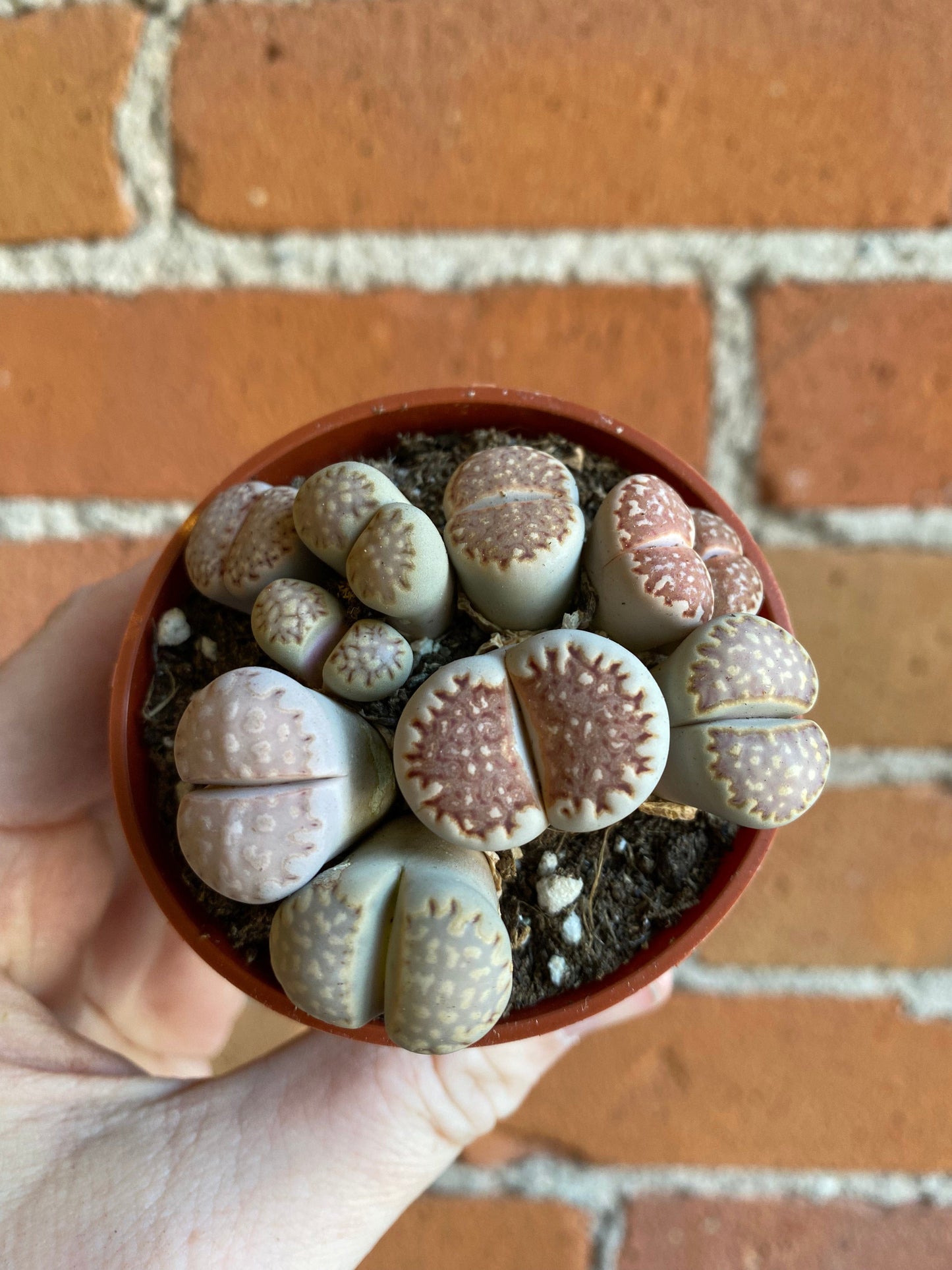 Plant Goals Plant Shop 2.5" Lithops | Living Stone