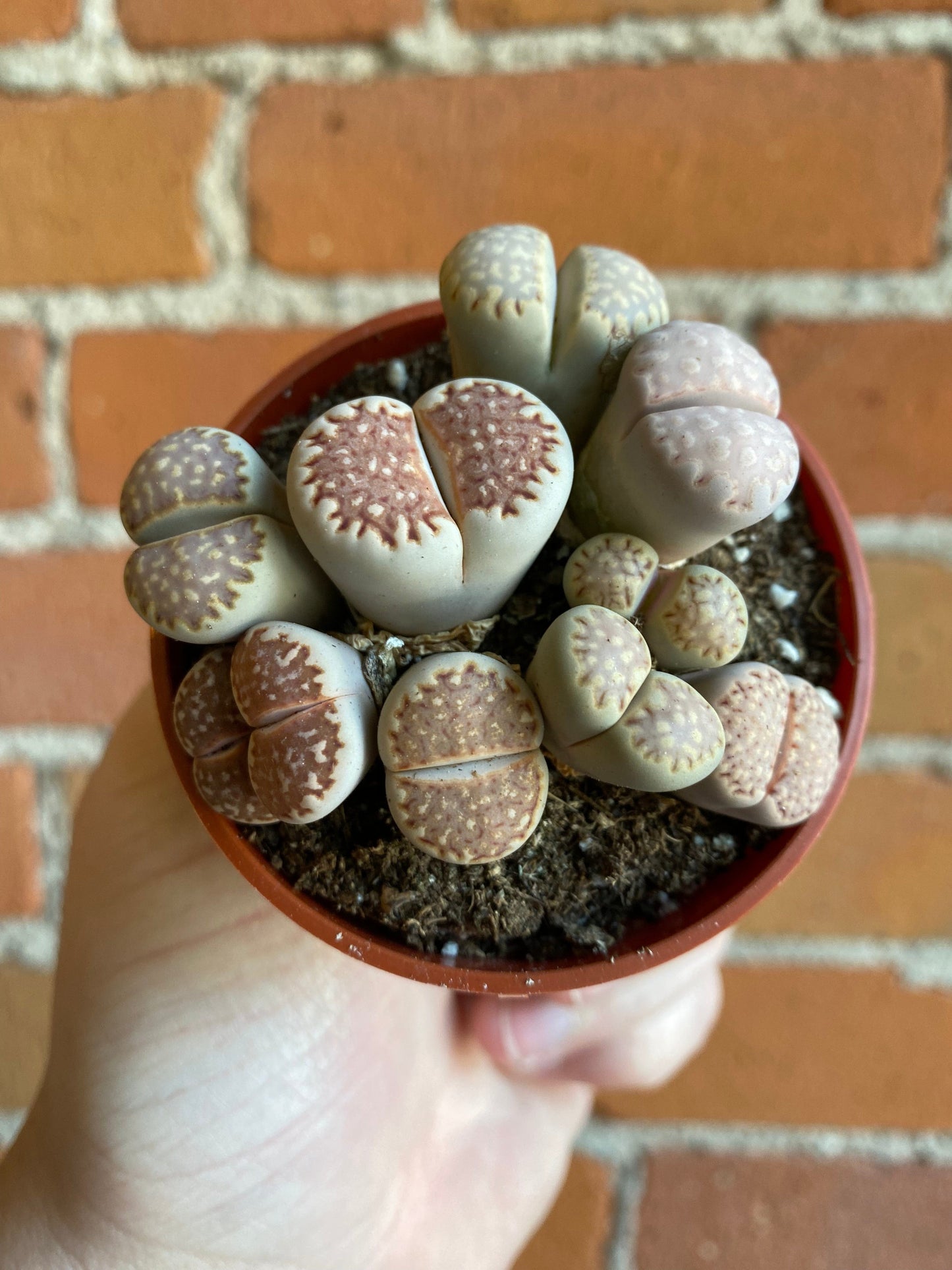 Plant Goals Plant Shop 2.5" Lithops | Living Stone