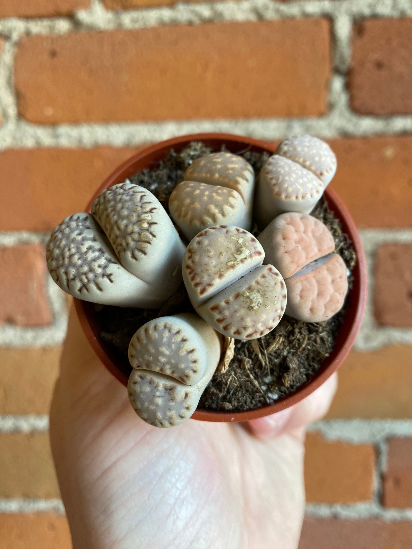 Plant Goals Plant Shop 2.5" Lithops | Living Stone