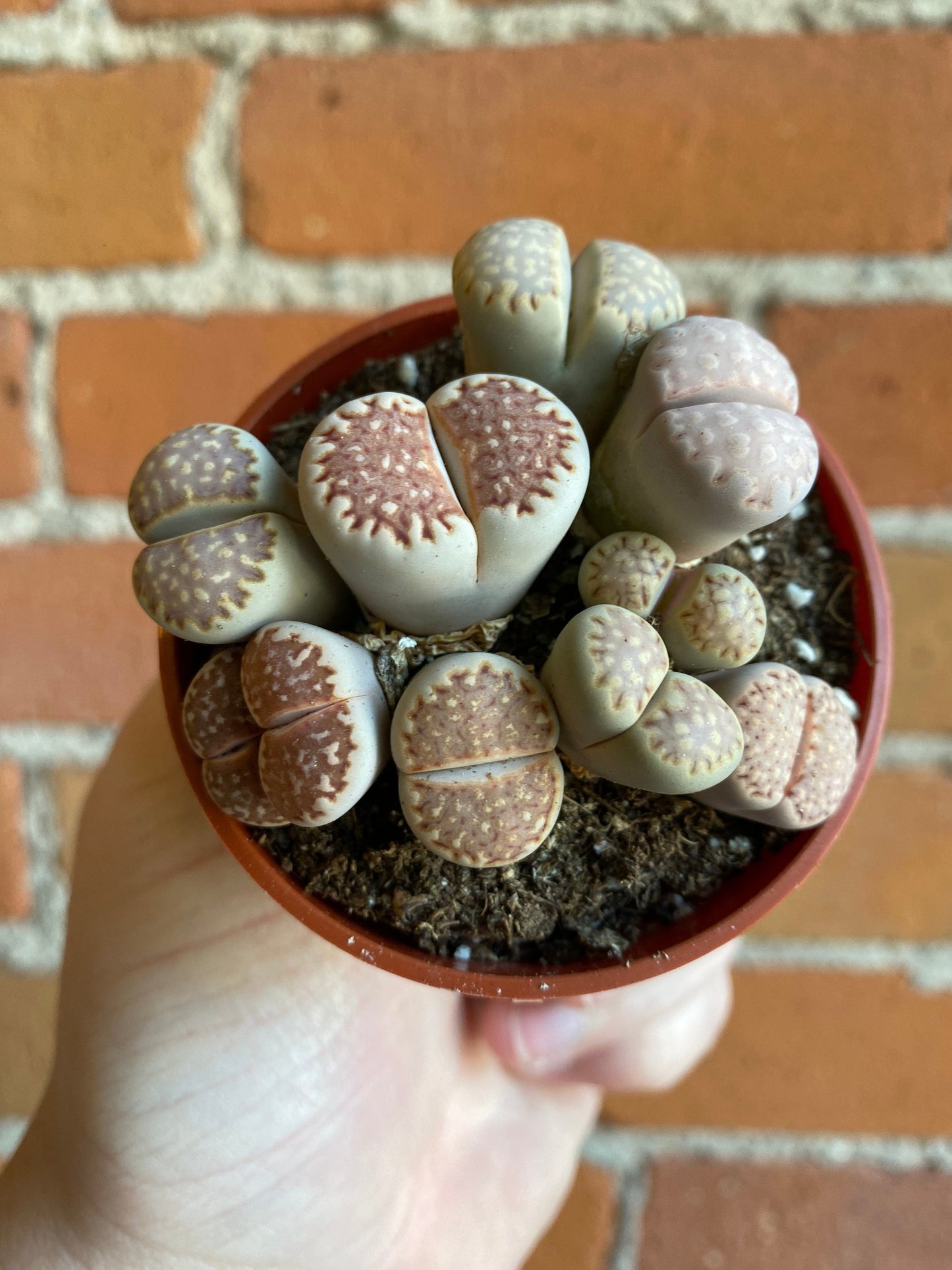 Plant Goals Plant Shop 2.5" Lithops | Living Stone