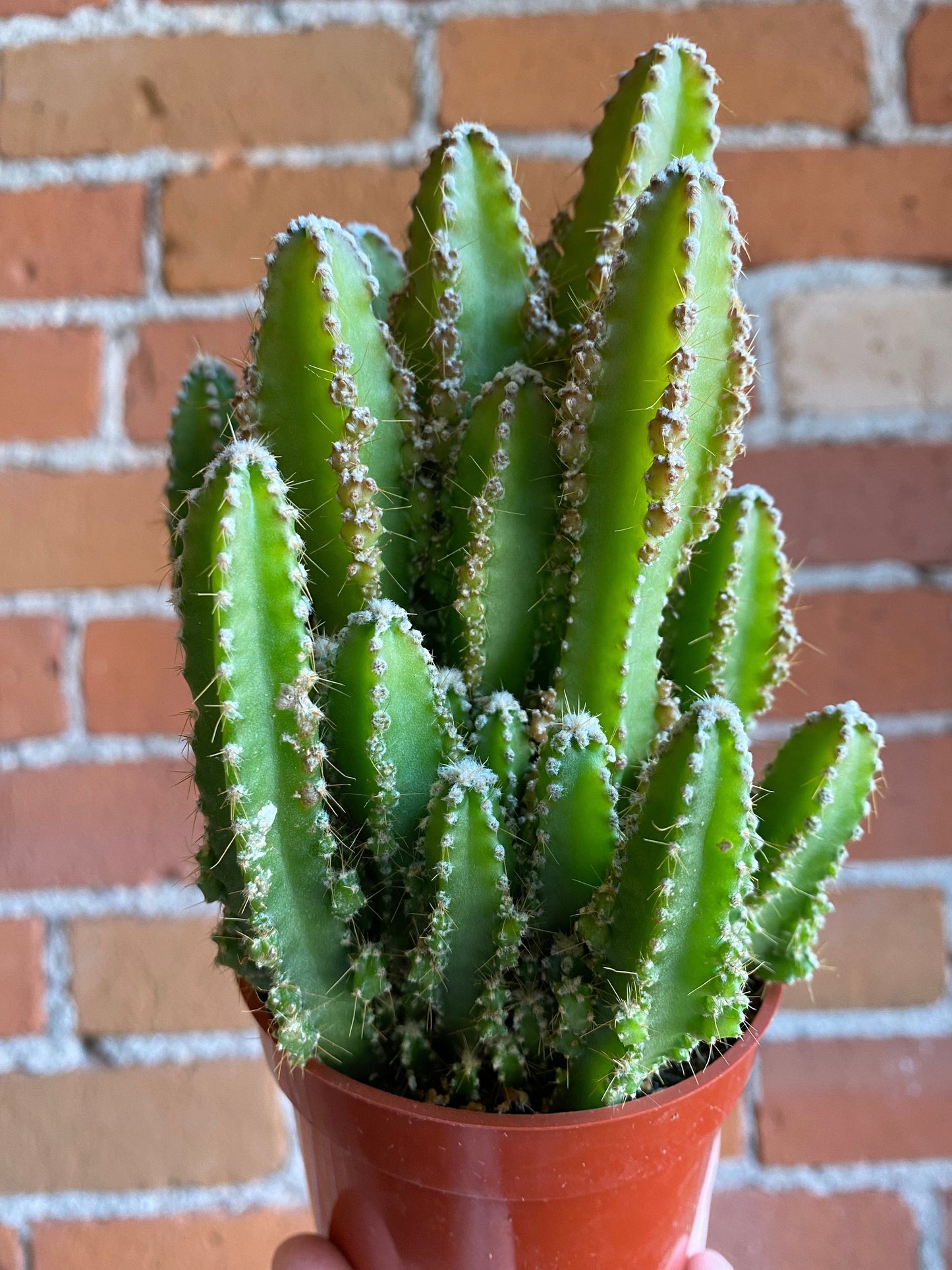 Plant Goals Plant Shop 3.25" Fairy Castle Cactus