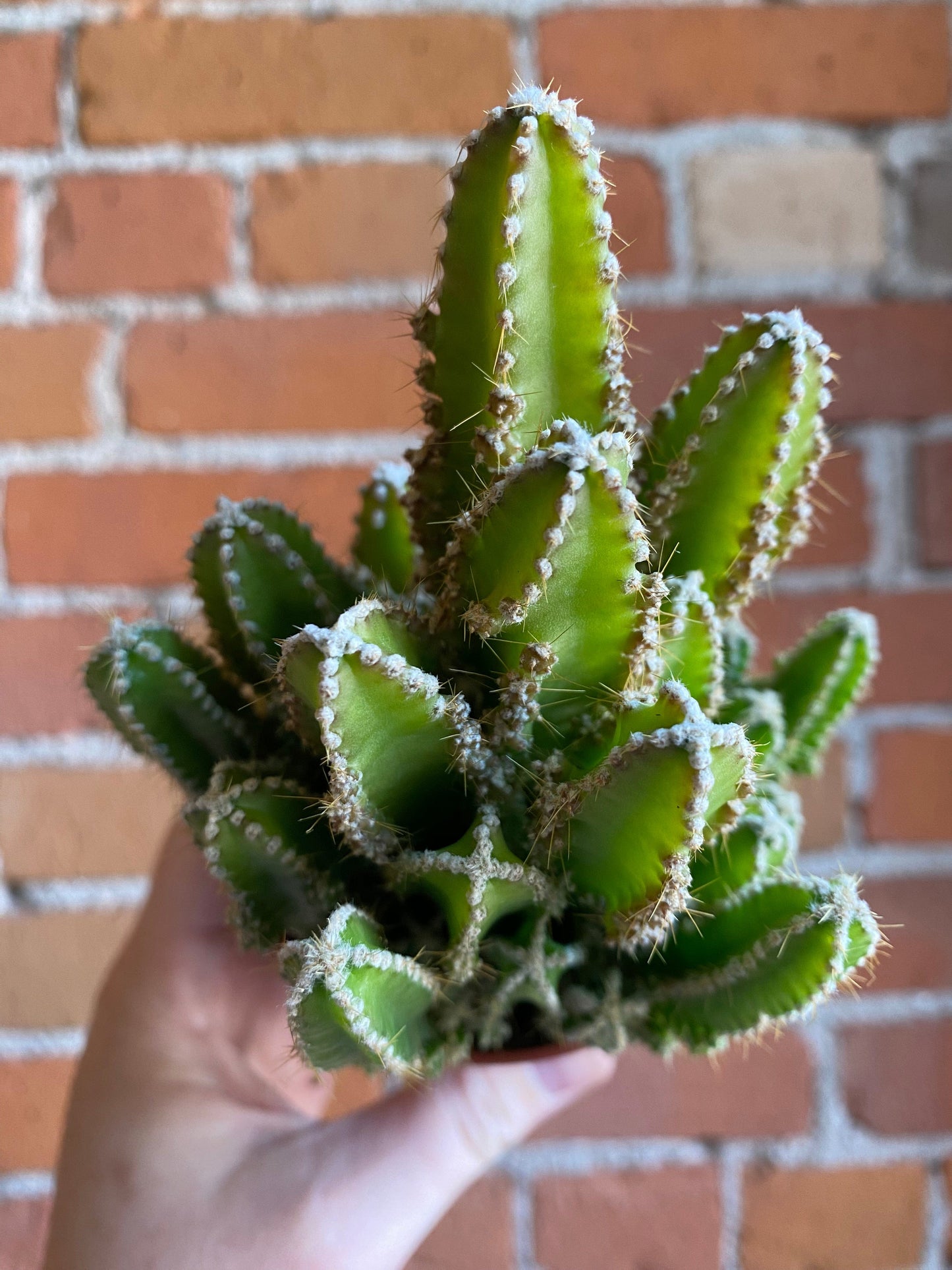 Plant Goals Plant Shop 3.25" Fairy Castle Cactus