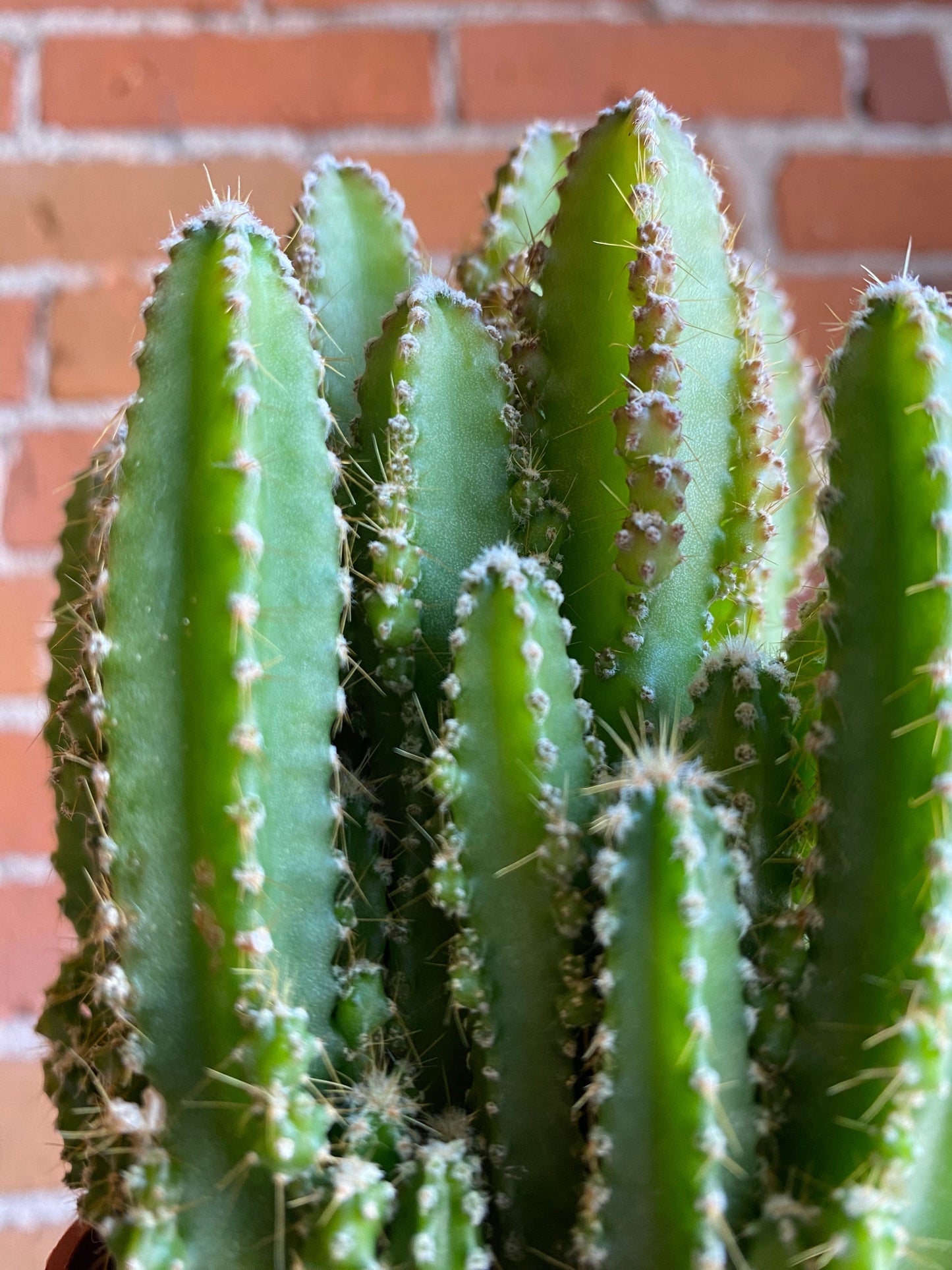 Plant Goals Plant Shop 3.25" Fairy Castle Cactus