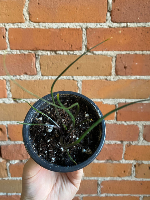 Plant Goals Plant Shop 3.5" Alocasia Flying Squid