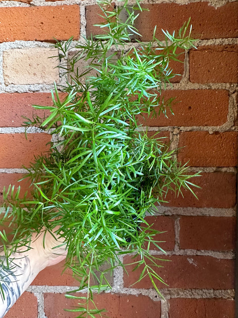 Plant Goals Plant Shop 3.5" Asparagus Sprengeri Fern