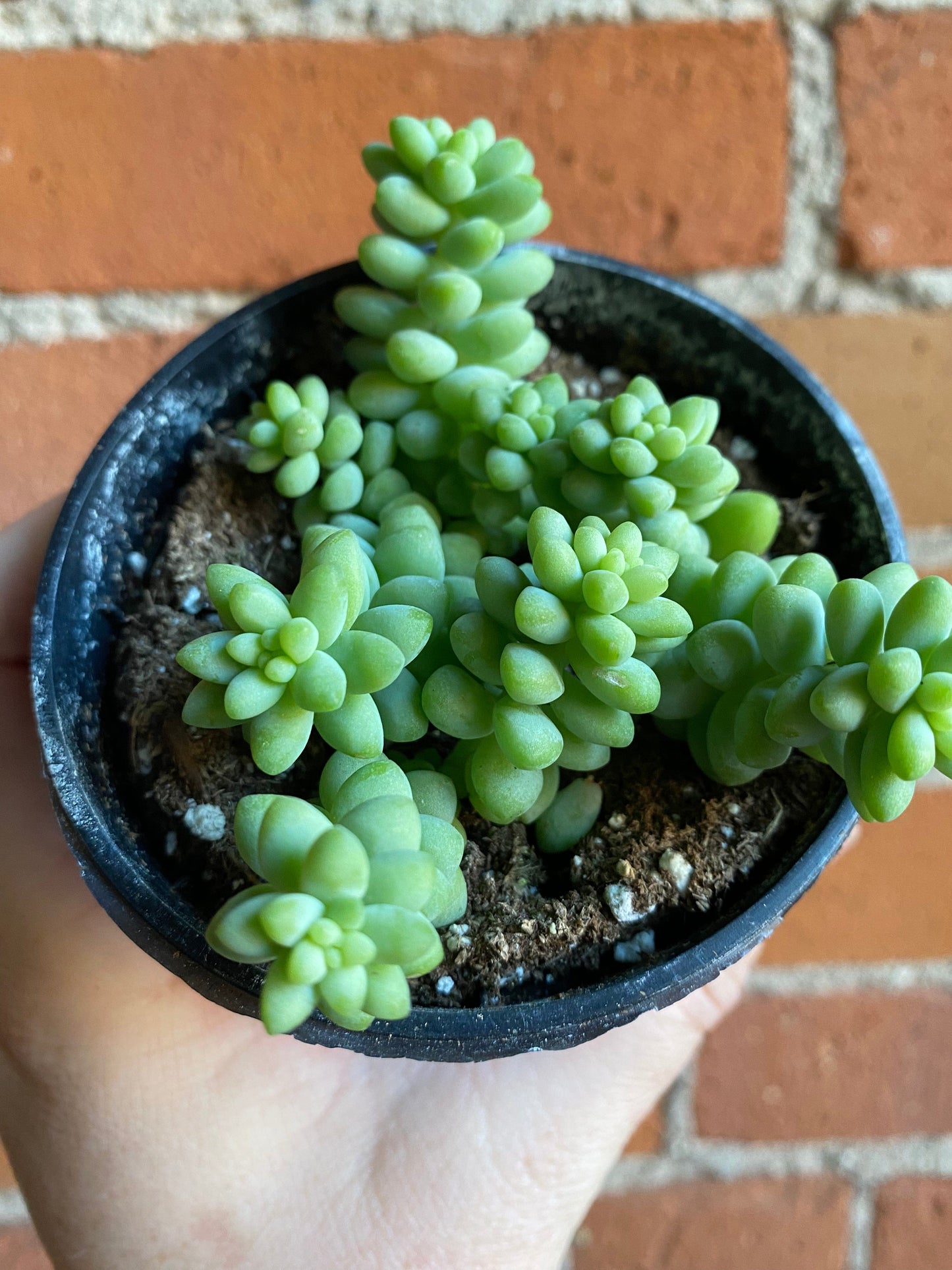 Plant Goals Plant Shop 3.5" Burro's Tail | Sedum Morganianum Burro