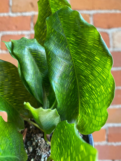 Plant Goals Plant Shop 3.5" Calathea Musaica