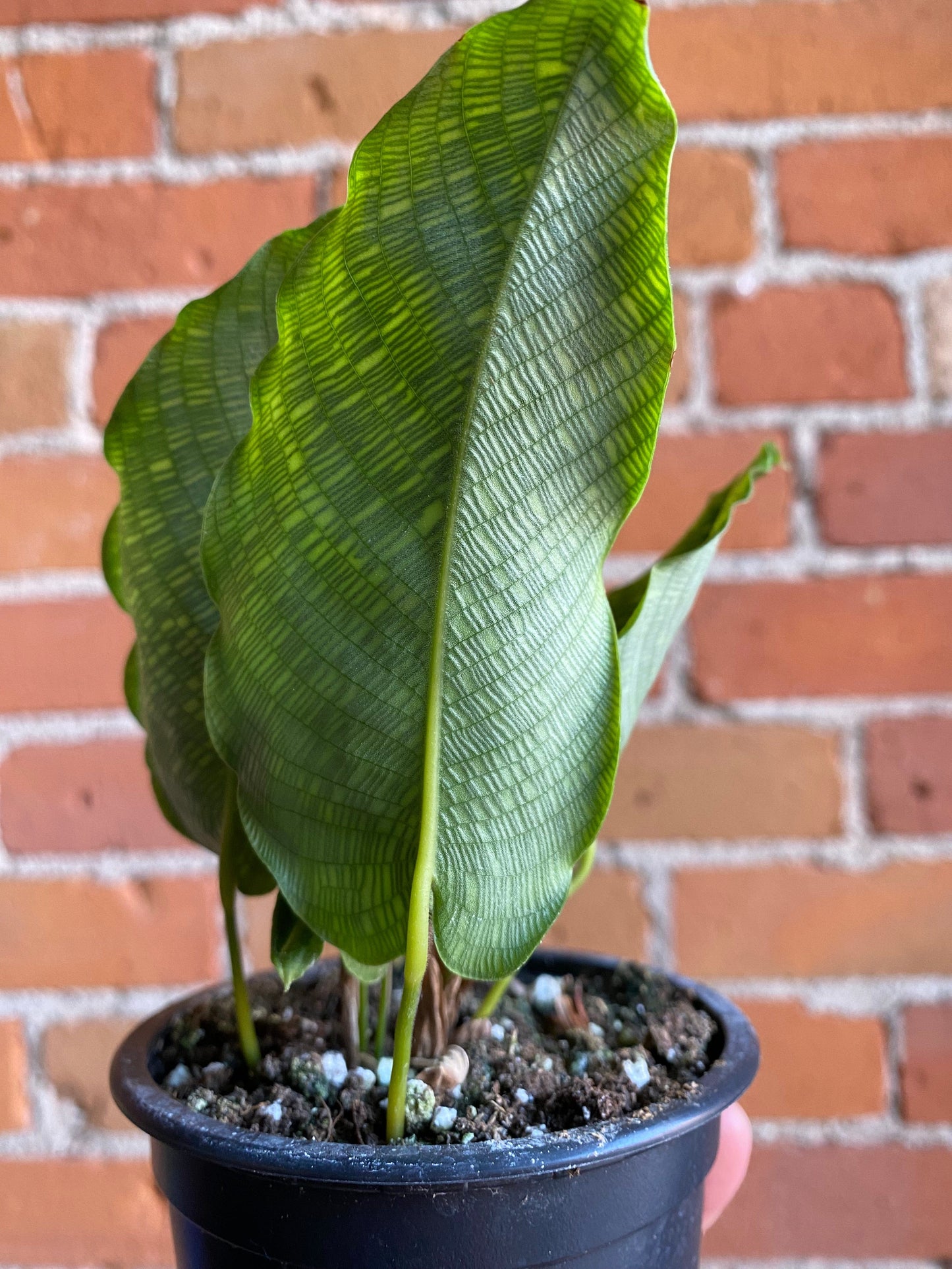 Plant Goals Plant Shop 3.5" Calathea Musaica