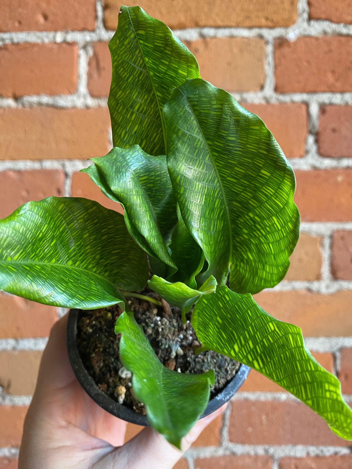 Plant Goals Plant Shop 3.5" Calathea Musaica