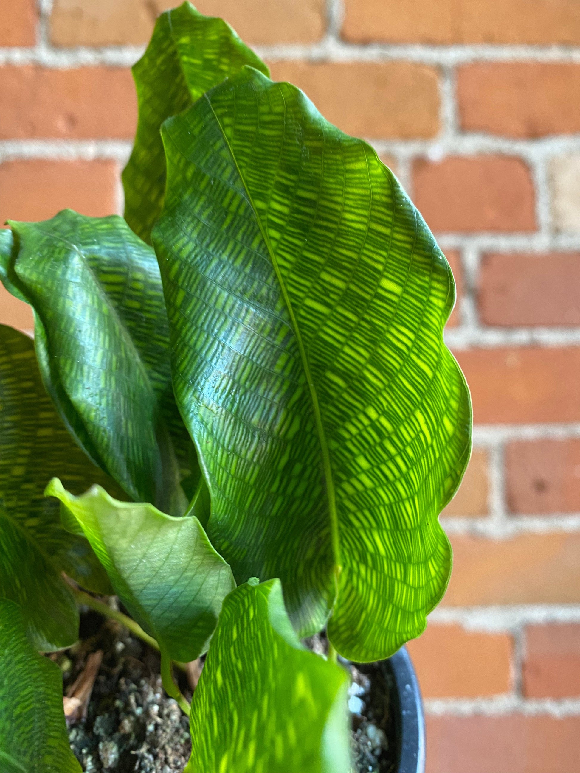 Plant Goals Plant Shop 3.5" Calathea Musaica