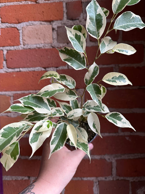 Plant Goals Plant Shop 3.5" Ficus Benjamina Starlight