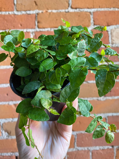 Plant Goals Plant Shop 3.5" Ficus Repens
