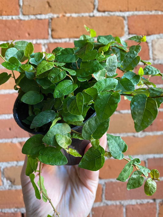 Plant Goals Plant Shop 3.5" Ficus Repens