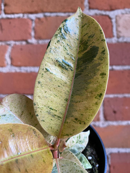 Plant Goals Plant Shop 3.5" Ficus Shivereana Moonshine