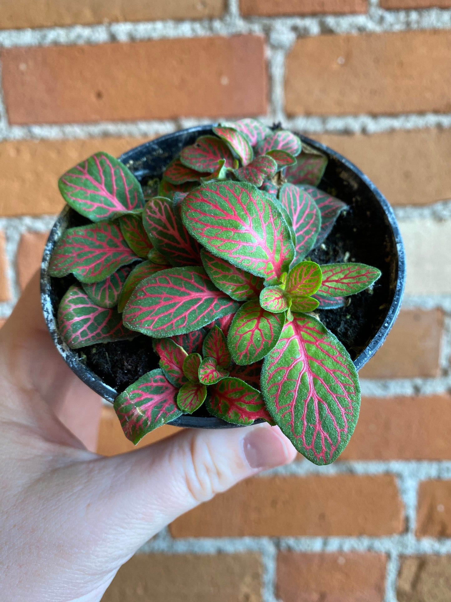 Plant Goals Plant Shop 3.5" Fittonia Red