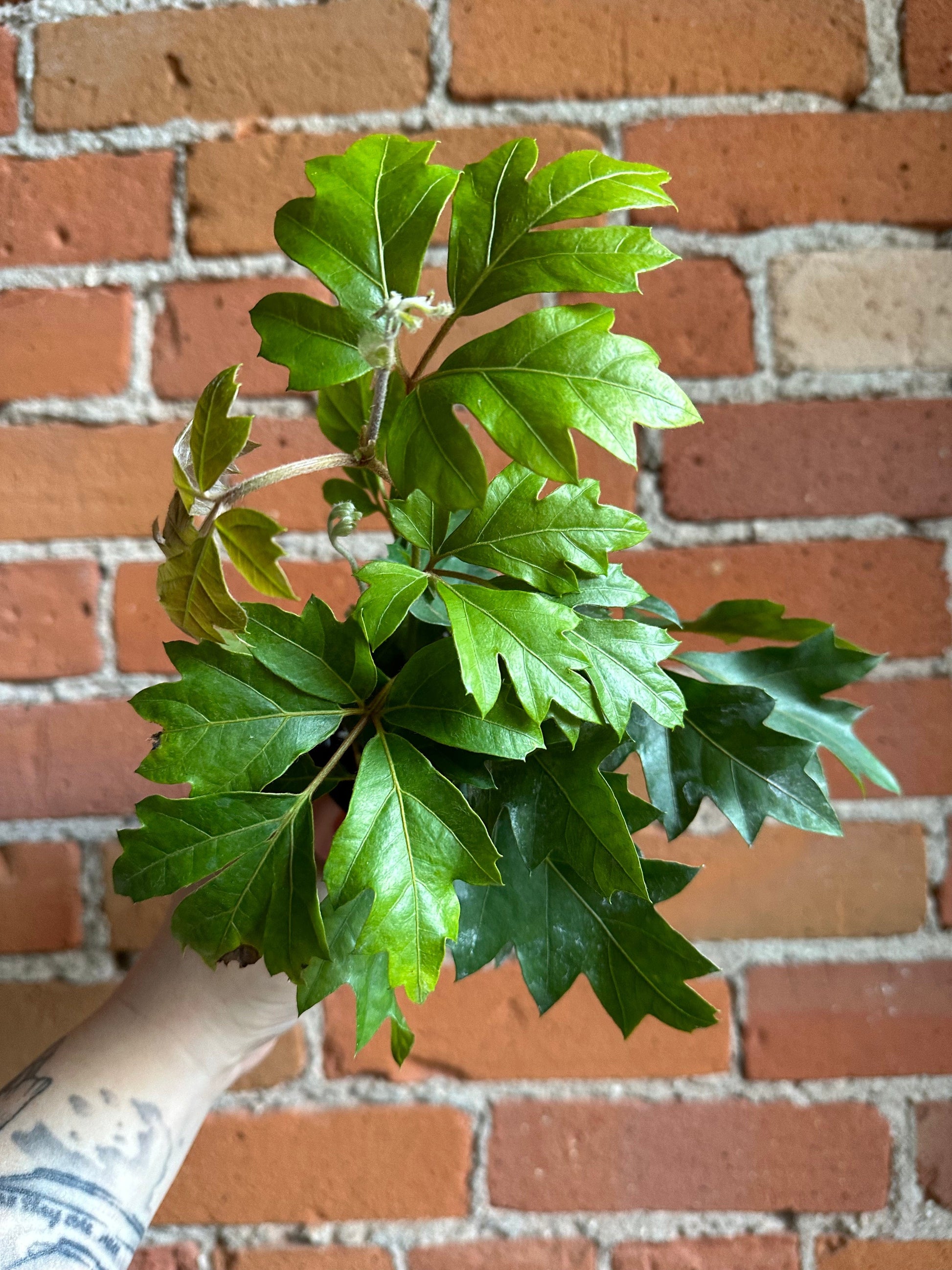 Plant Goals Plant Shop 3.5" Grape Ivy