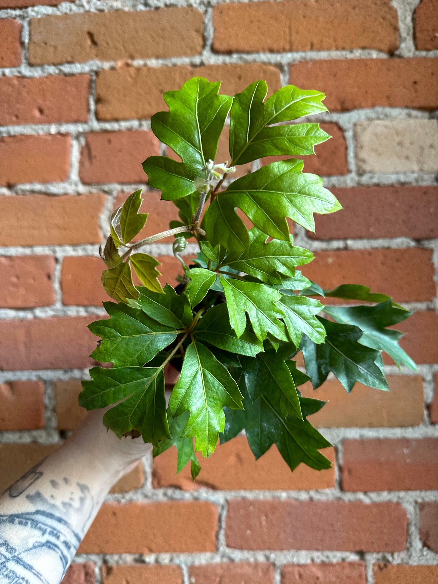 Plant Goals Plant Shop 3.5" Grape Ivy