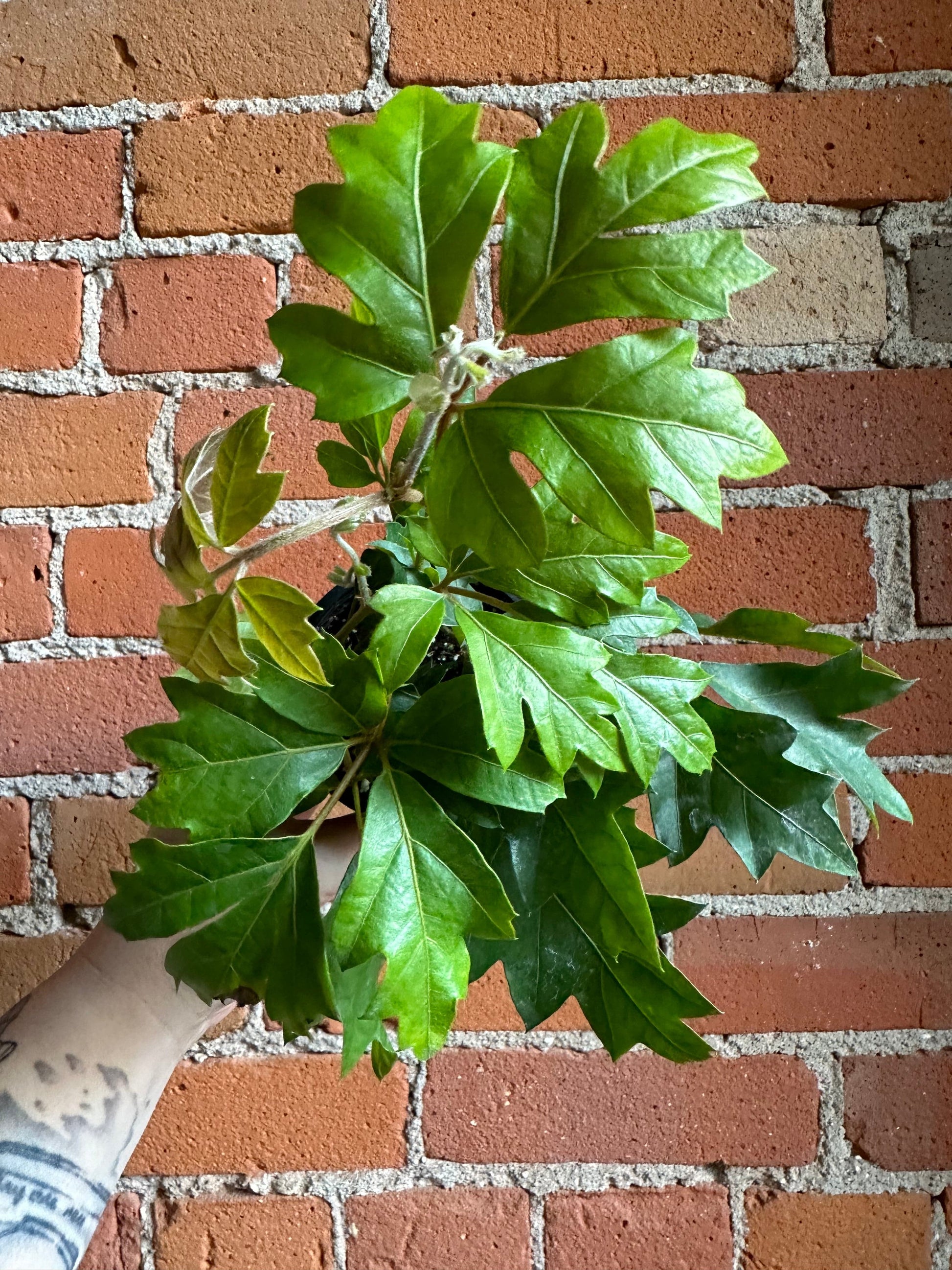 Plant Goals Plant Shop 3.5" Grape Ivy