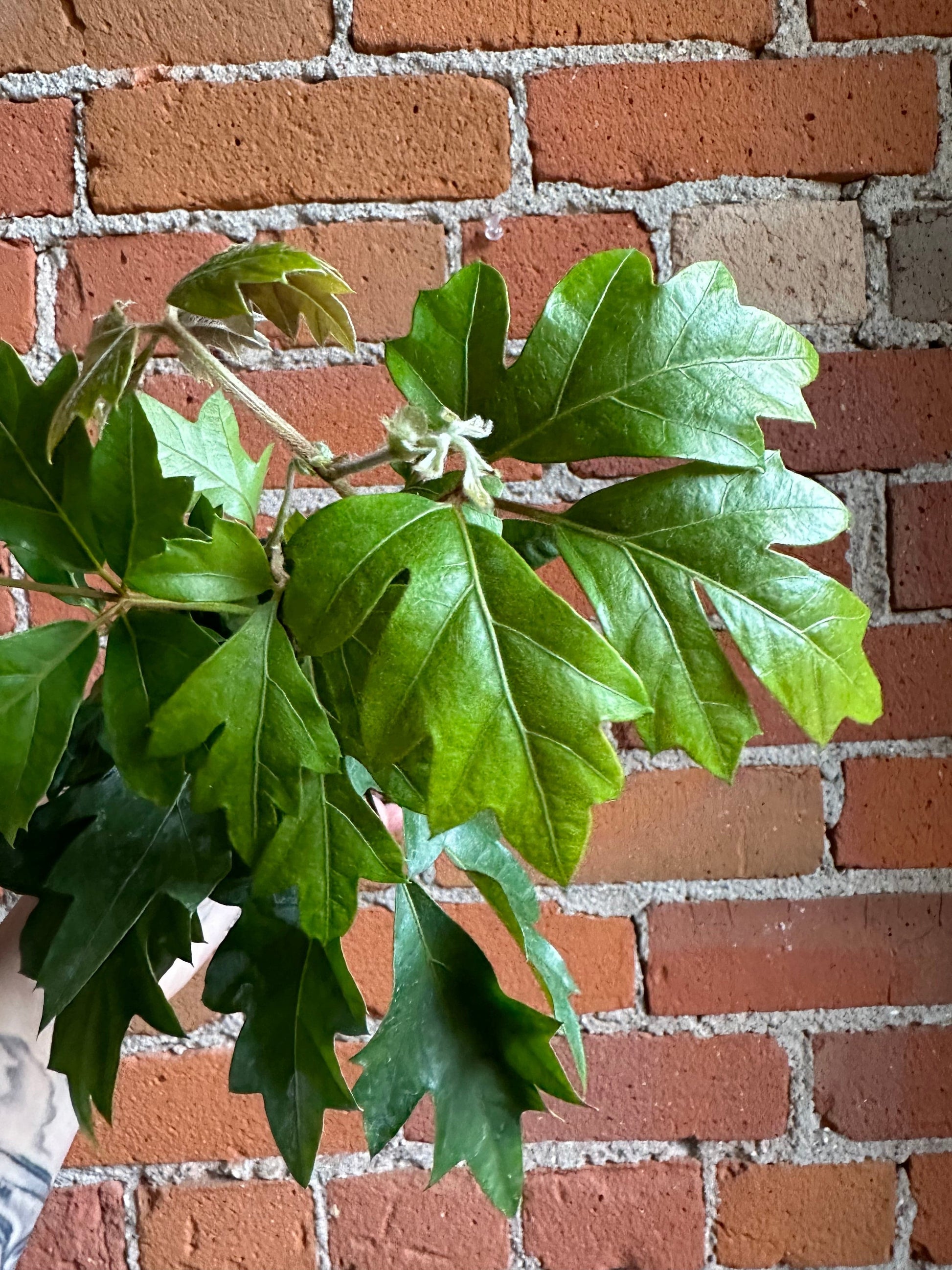 Plant Goals Plant Shop 3.5" Grape Ivy