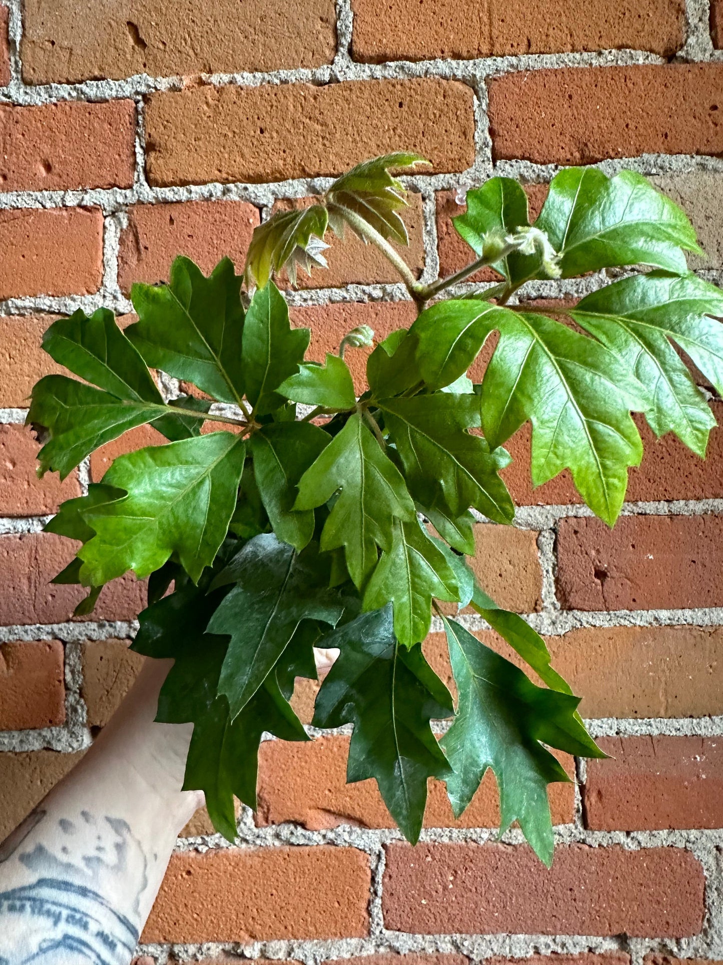 Plant Goals Plant Shop 3.5" Grape Ivy