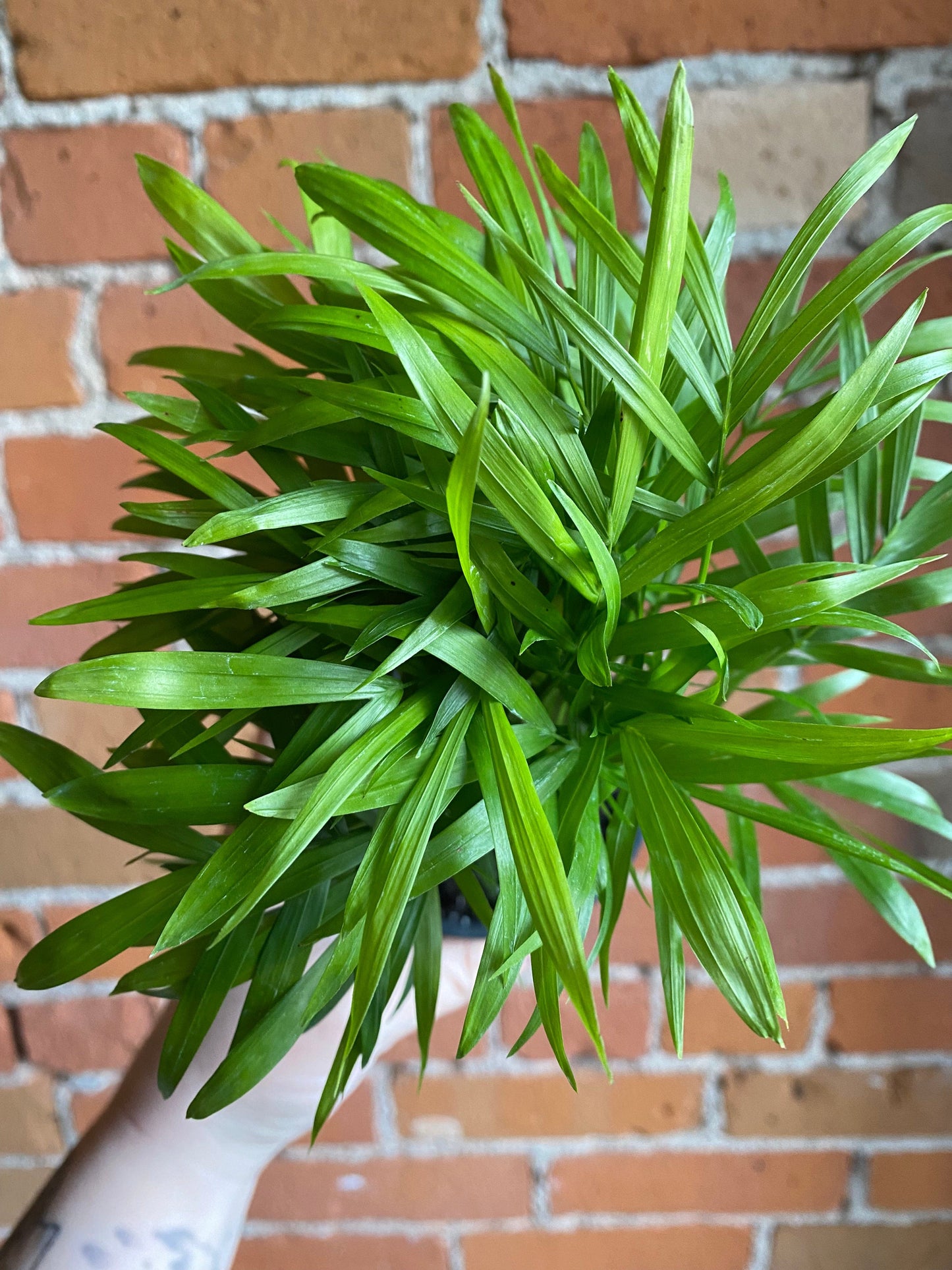 Plant Goals Plant Shop 3.5" Neanthe Bella Palm