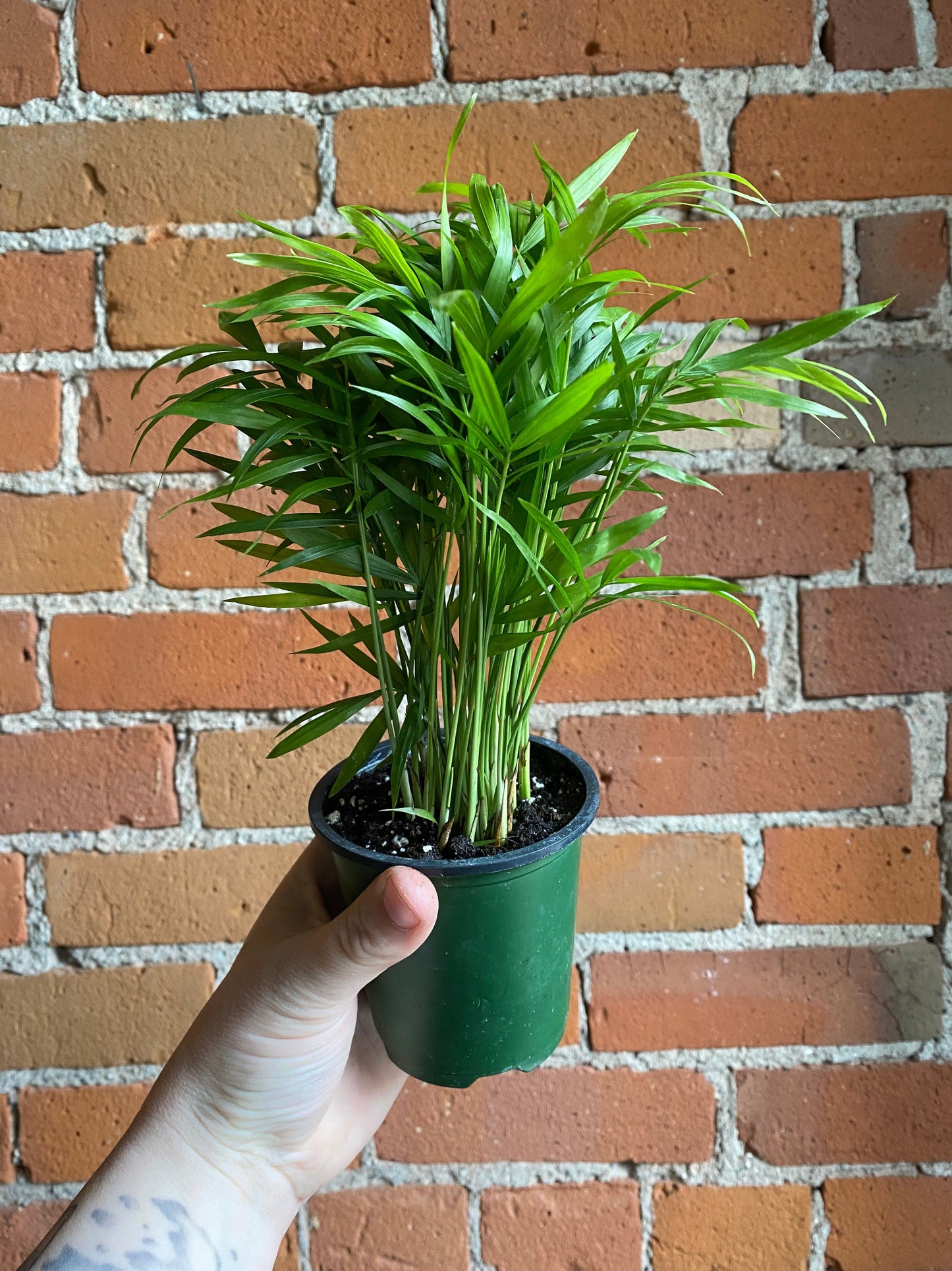 Plant Goals Plant Shop 3.5" Neanthe Bella Palm