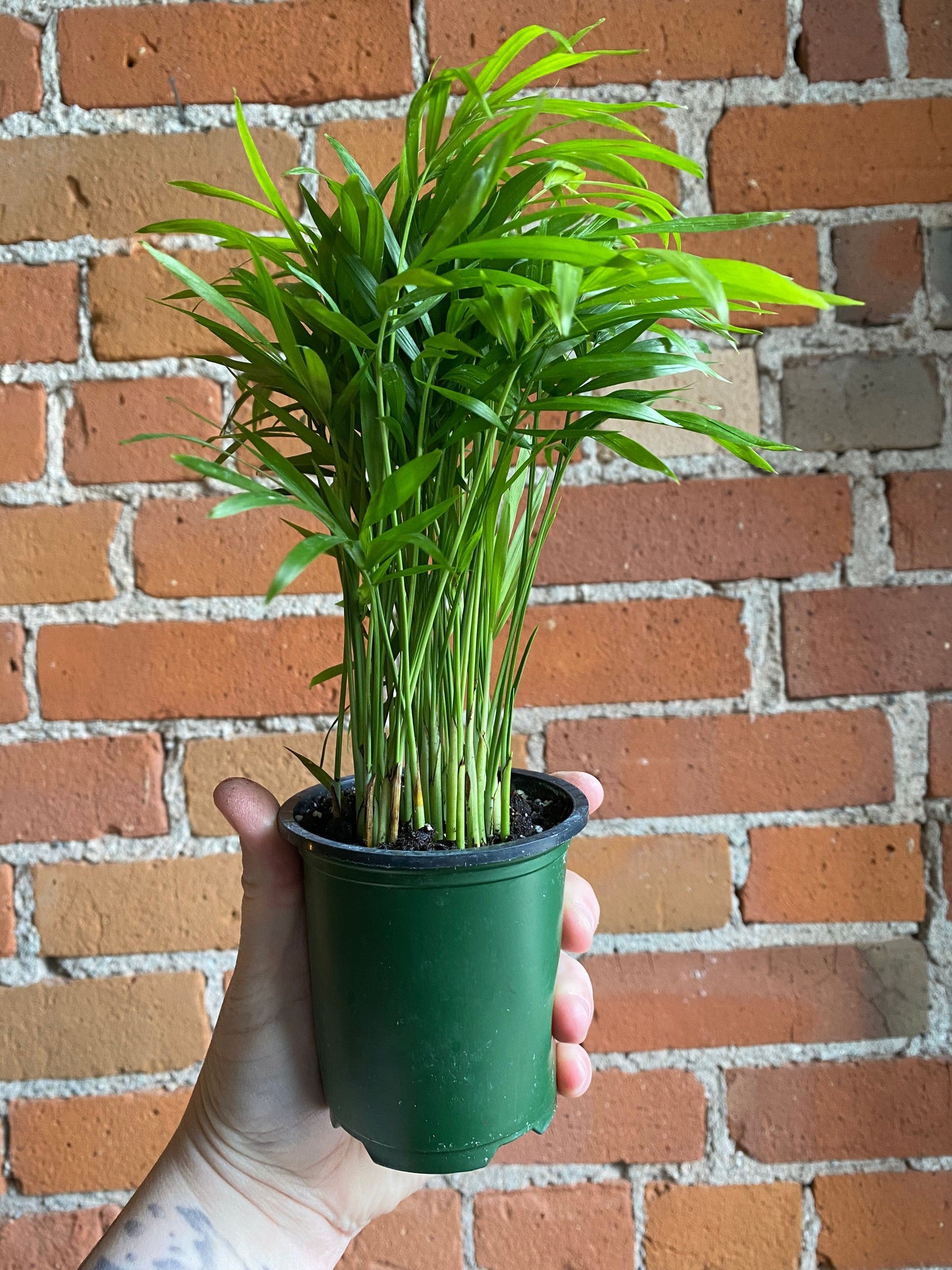 Plant Goals Plant Shop 3.5" Neanthe Bella Palm