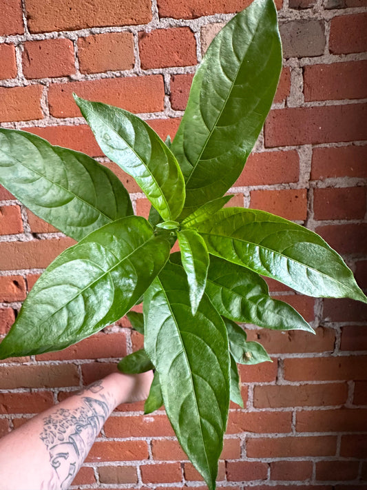 Plant Goals Plant Shop 3.5" Night Blooming Jasmine | Cestrum Nocturnum