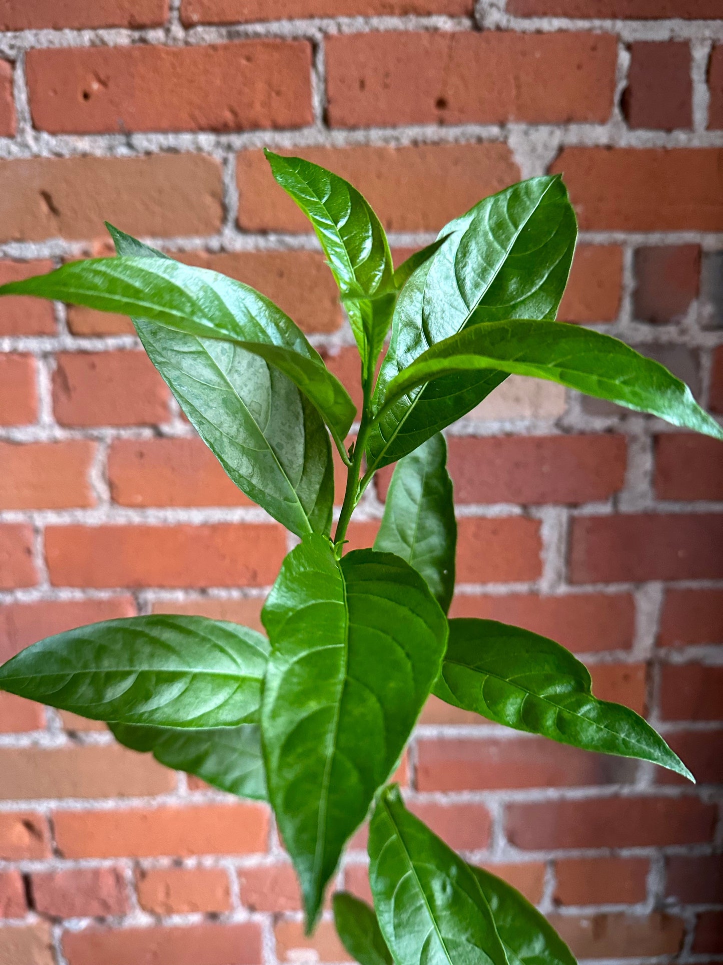 Plant Goals Plant Shop 3.5" Night Blooming Jasmine | Cestrum Nocturnum