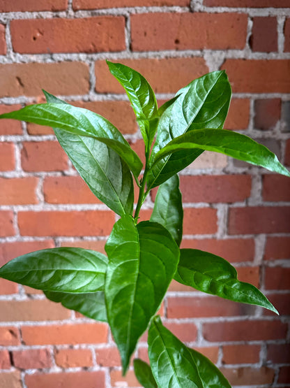 Plant Goals Plant Shop 3.5" Night Blooming Jasmine | Cestrum Nocturnum