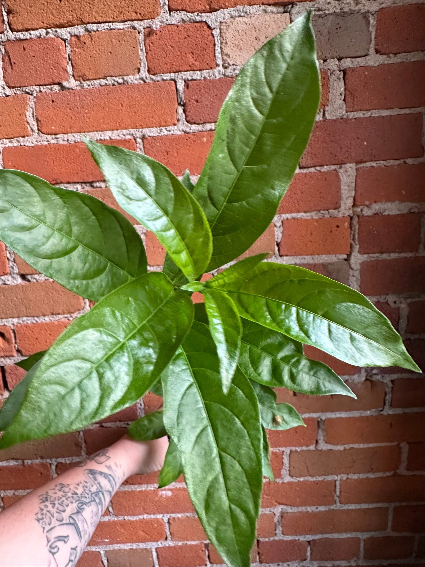 Plant Goals Plant Shop 3.5" Night Blooming Jasmine | Cestrum Nocturnum