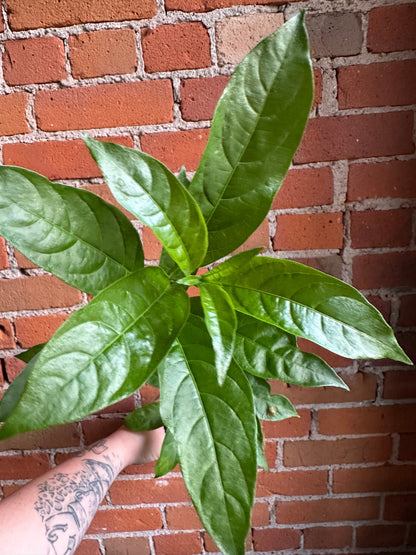 Plant Goals Plant Shop 3.5" Night Blooming Jasmine | Cestrum Nocturnum