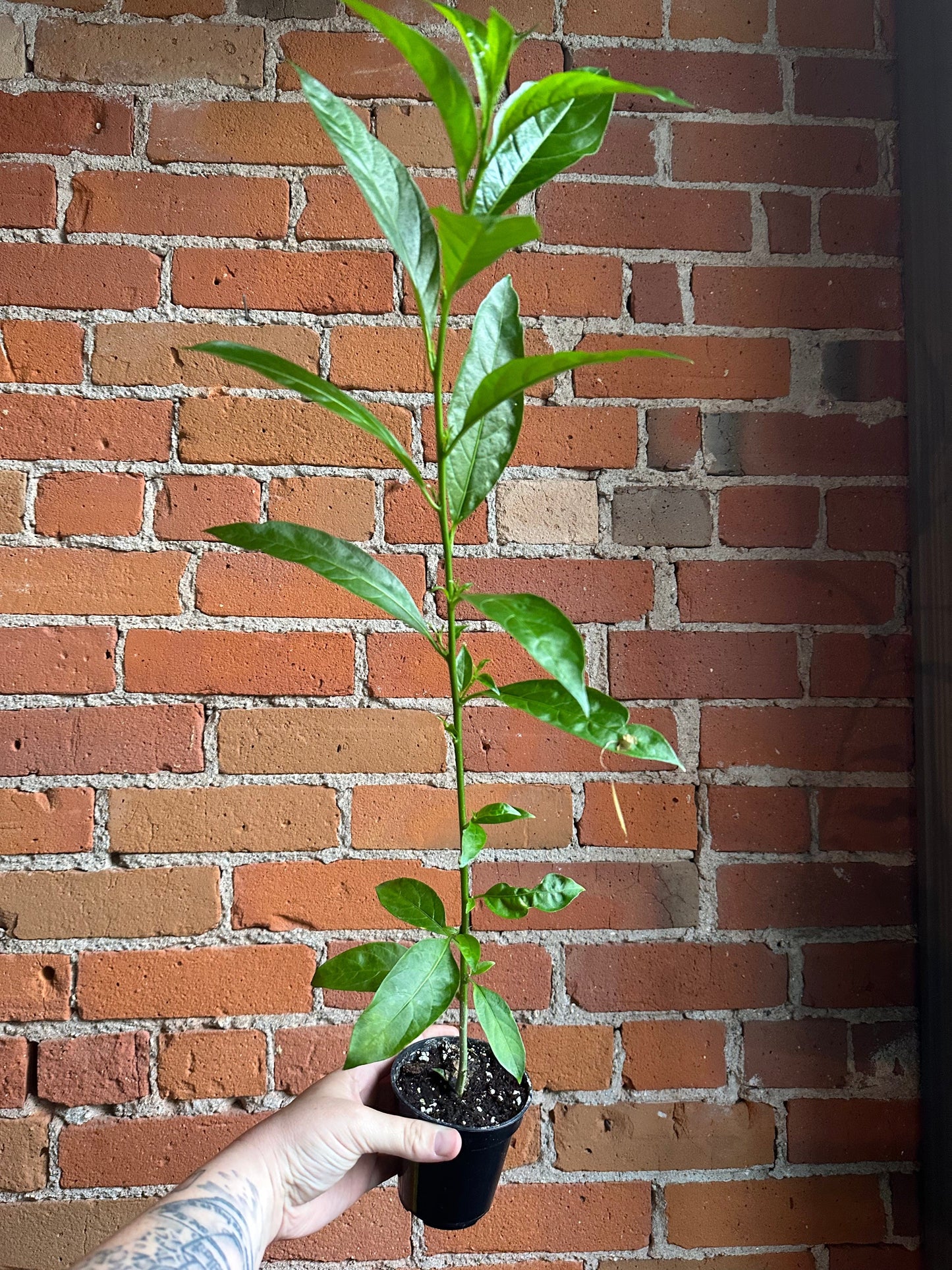 Plant Goals Plant Shop 3.5" Night Blooming Jasmine | Cestrum Nocturnum