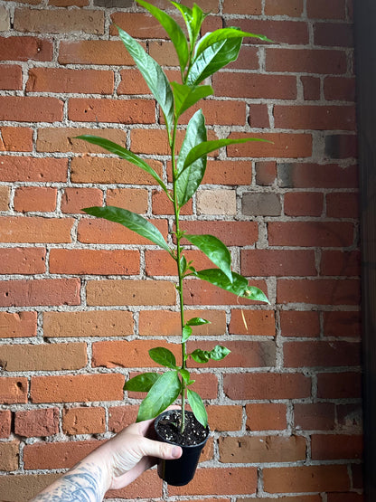 Plant Goals Plant Shop 3.5" Night Blooming Jasmine | Cestrum Nocturnum
