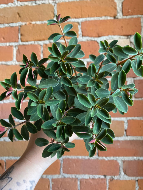 Plant Goals Plant Shop 3.5" Peperomia Red Log | Verticillata