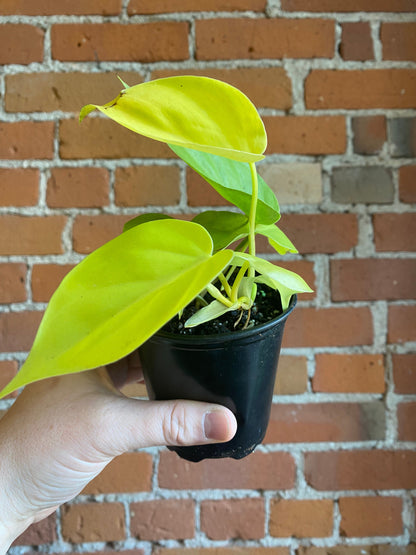 Plant Goals Plant Shop 3.5" Philodendron Lemon Cordatum
