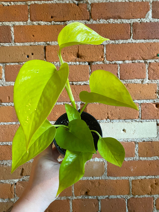 Plant Goals Plant Shop 3.5" Pothos Neon